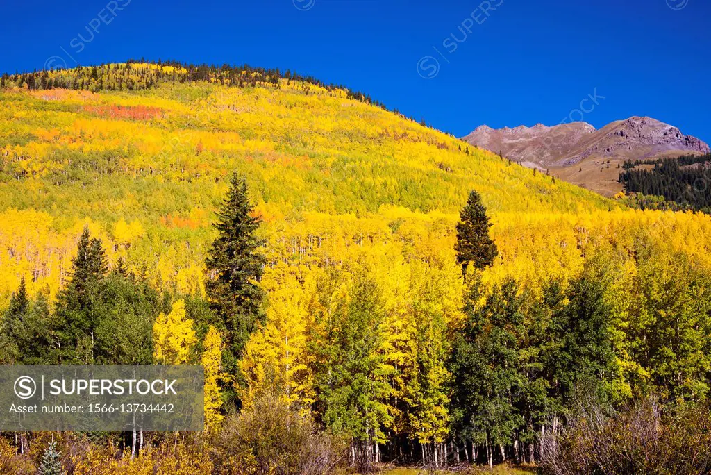 Fall aspens on Red Mountain Pass, Uncompahgre National Forest, Colorado USA.