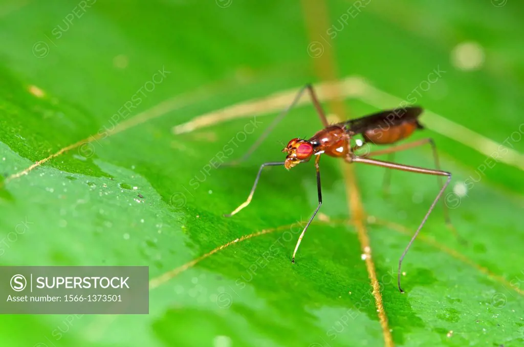 Fly. Image taken at Matang Family Park, Sarawak, Malaysia.