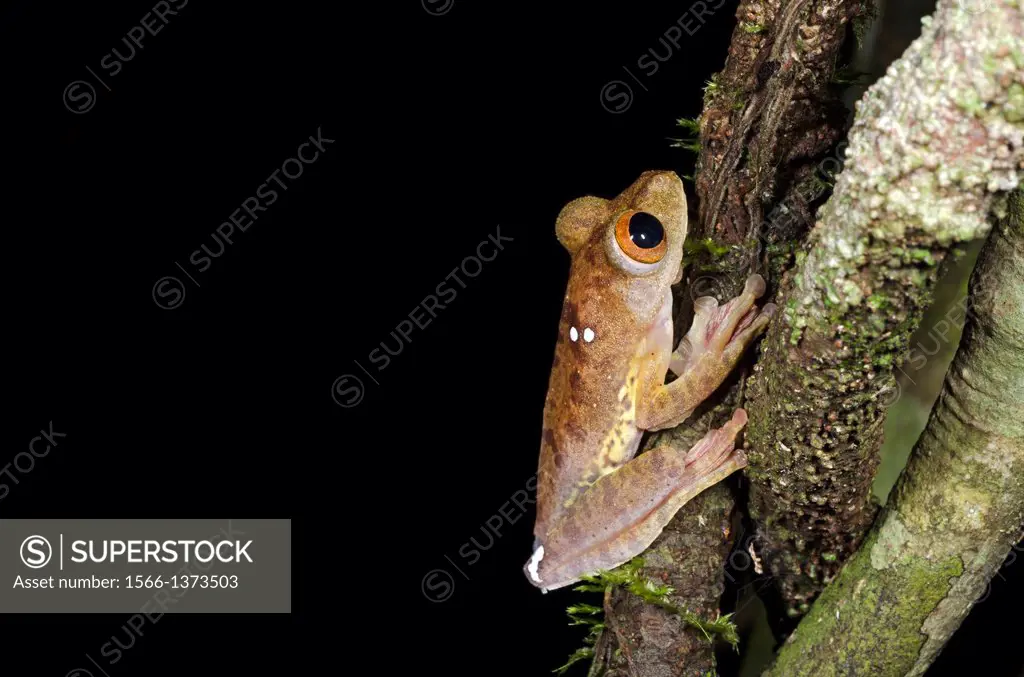 Harlequin tree frog Rhacophorus pardalis. Image taken at Kubah National Park, Sarawak, Malaysia.