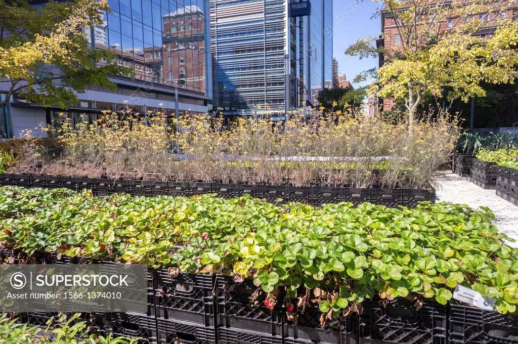 Vegetables, fruits and herbs are grown in soil in milk crates at the Riverpark Farm in the Alexandria Center in New York. Located on the campus of the...