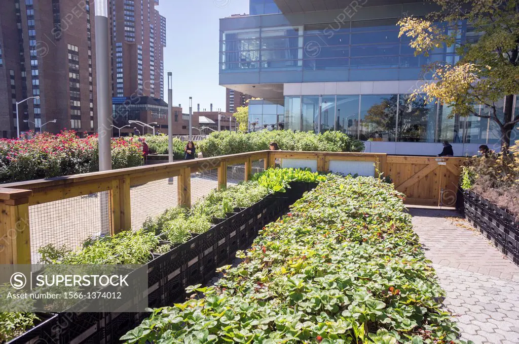 Vegetables, fruits and herbs are grown in soil in milk crates at the Riverpark Farm in the Alexandria Center in New York . Located on the campus of th...