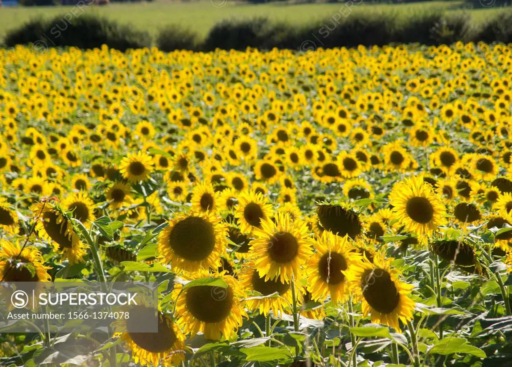 Sunflowers countryside, l´Indre