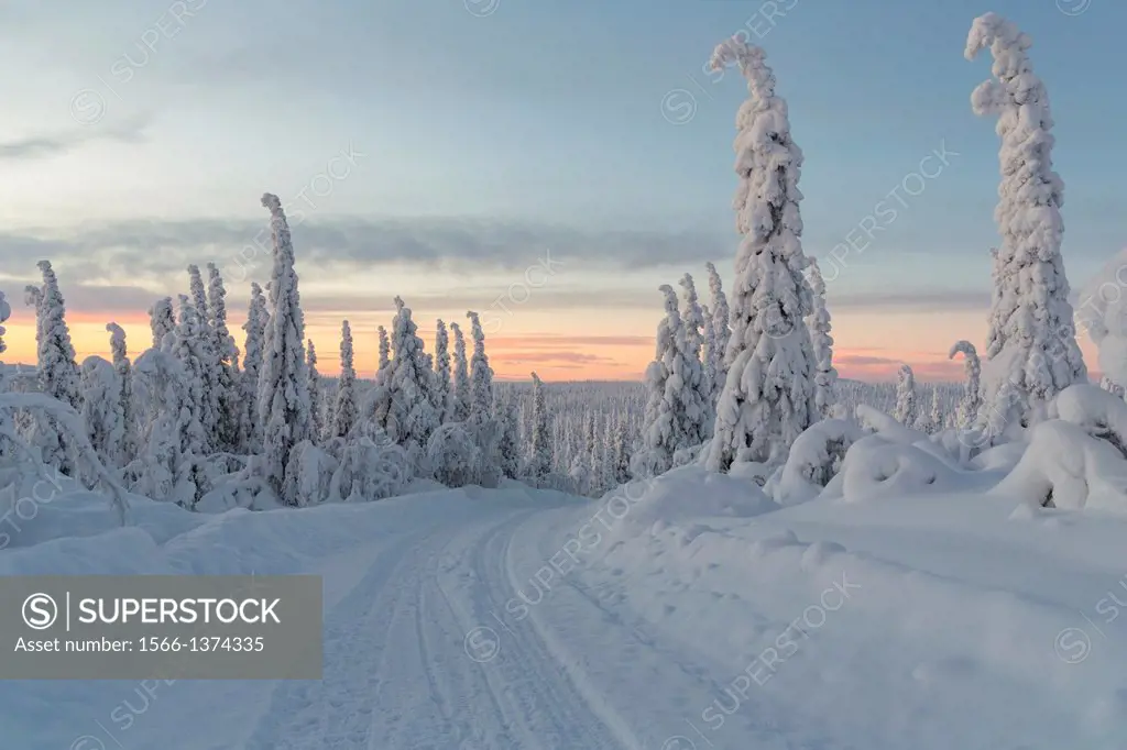 winterlandscape with a winterroad with snowy trees in sunset in december in Gällivare Swedish lapland, sweden, scandinavia.
