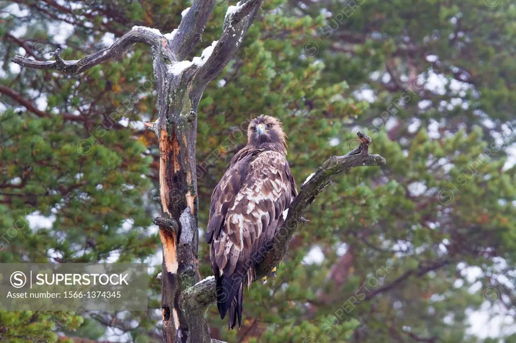 Golden eagle sitting in an old tree with juniper trees in background in sweden, Scandinavia.