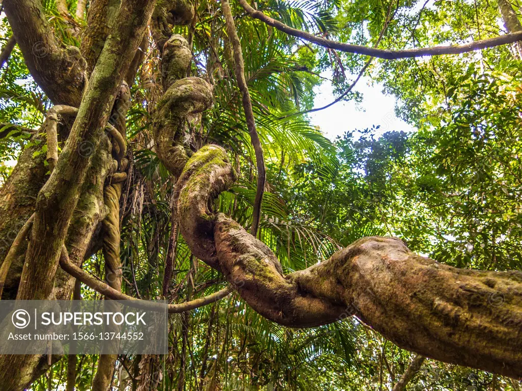 a twisted tree trunk ina vine-covered tropicl forest, Queensland, Australia.