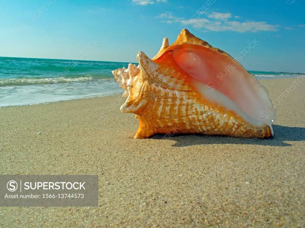 Queen conch shell on beach.
