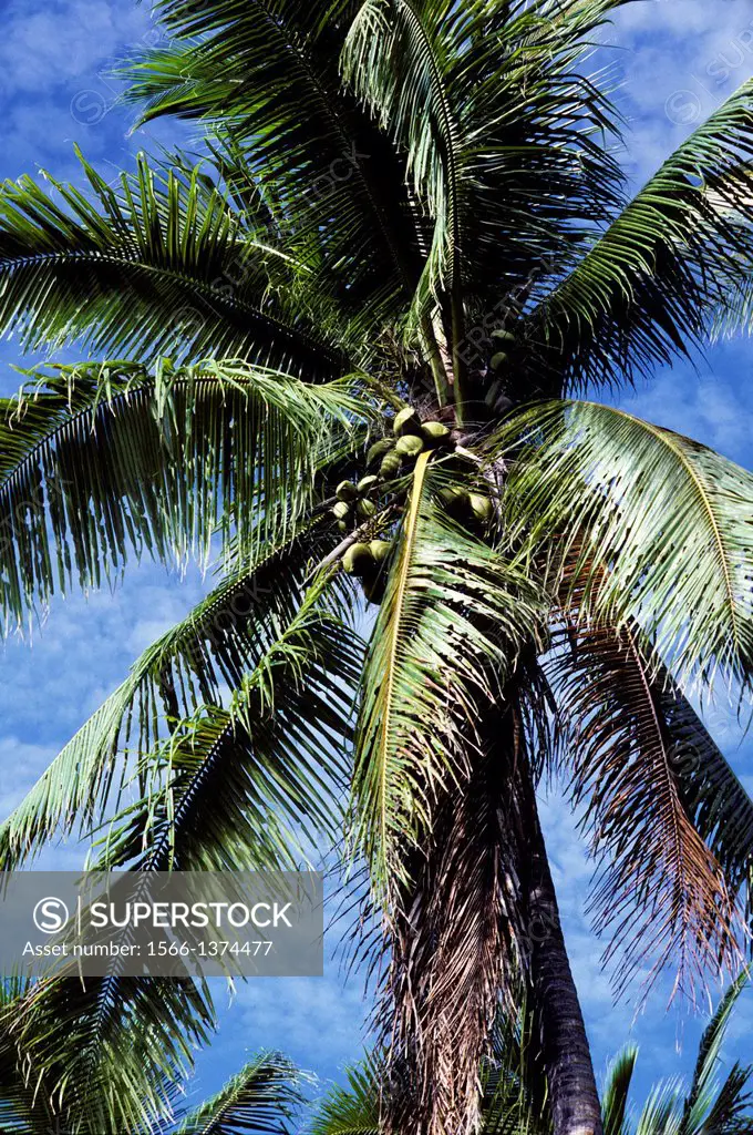 TONGA ISLANDS, KOTU ISLAND COCONUT PALM TREES.