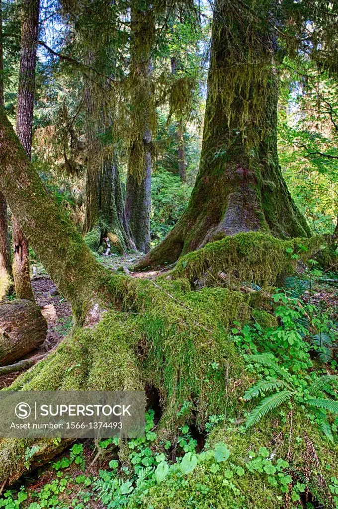 HDR of forest scene with moss covered trees in the Hoh River rainforest in the Olympic National Park in Washington State, USA.