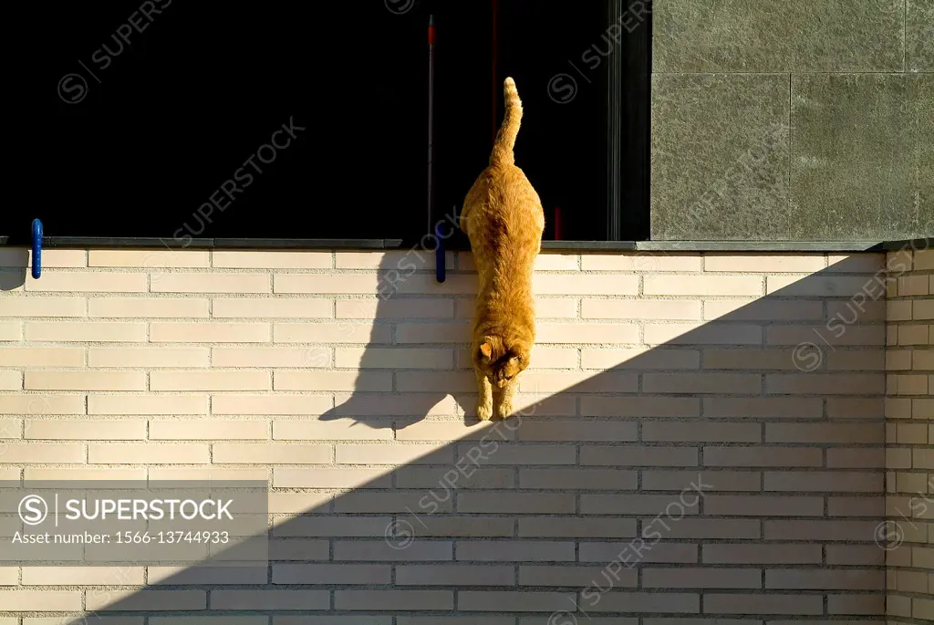 cat playing with the shadows,location banyoles,girona,catalonia,spain,.