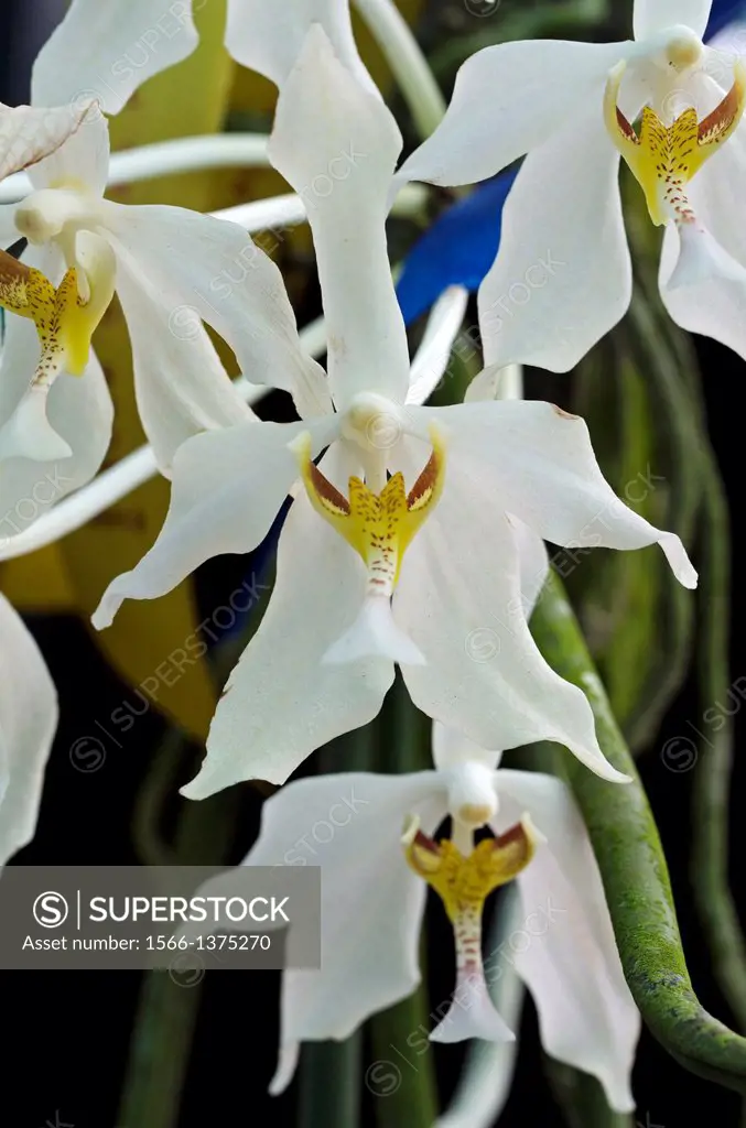 Orchids. Image taken at Orchid Garden, Kuching, Sarawak, Malaysia.