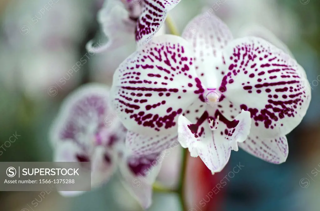 Orchids. Image taken at Orchid Garden, Kuching, Sarawak, Malaysia.