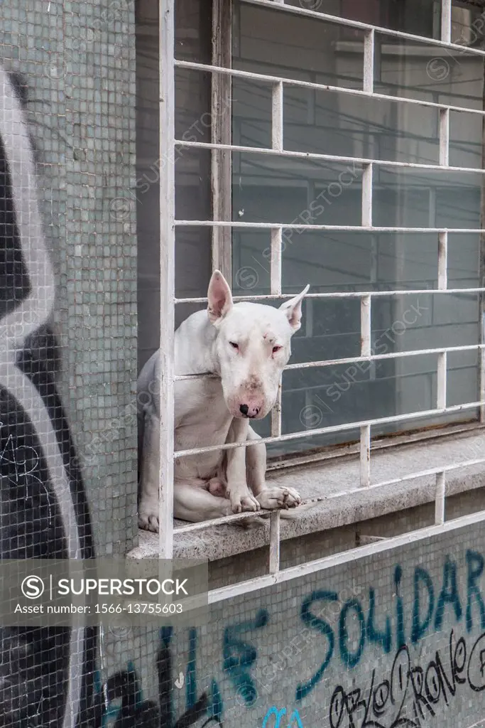 Dog (Bull terrier) in a window in Valparaiso, Chile.