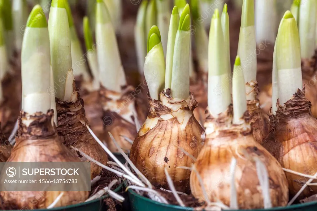 The budding daffodils bulbs in flower pots.