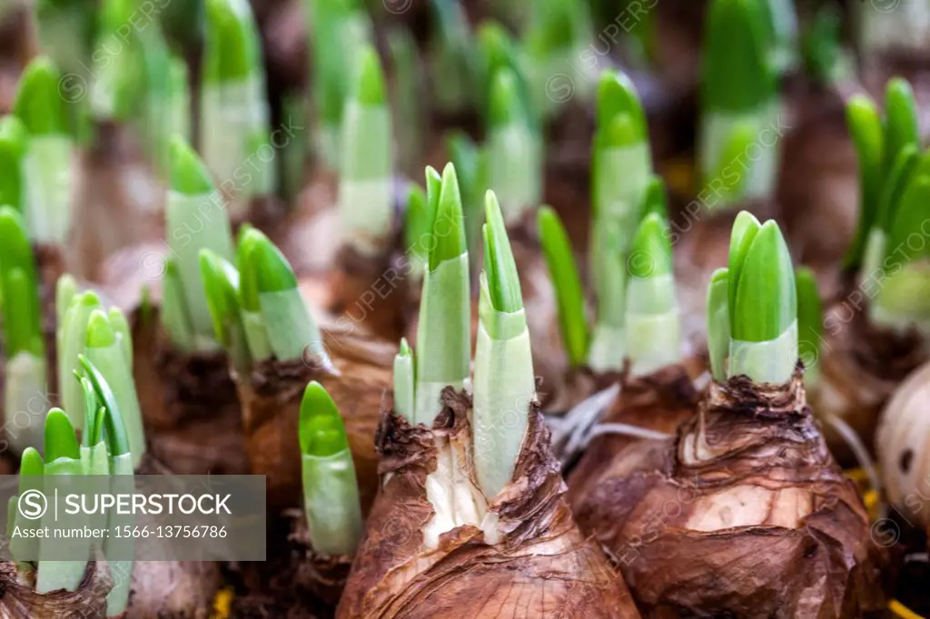 The budding daffodils bulbs in flower pots.