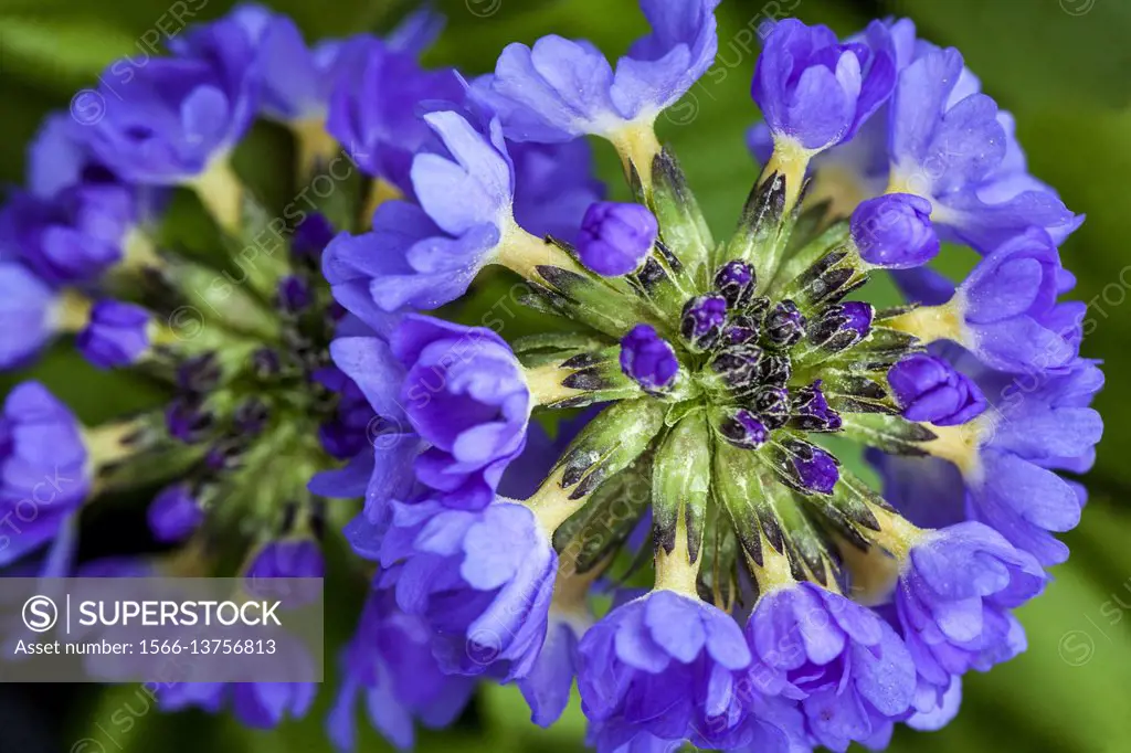 Primula denticulata 'Carolla Blue', Drumstick Primroses, early spring, in bloom.