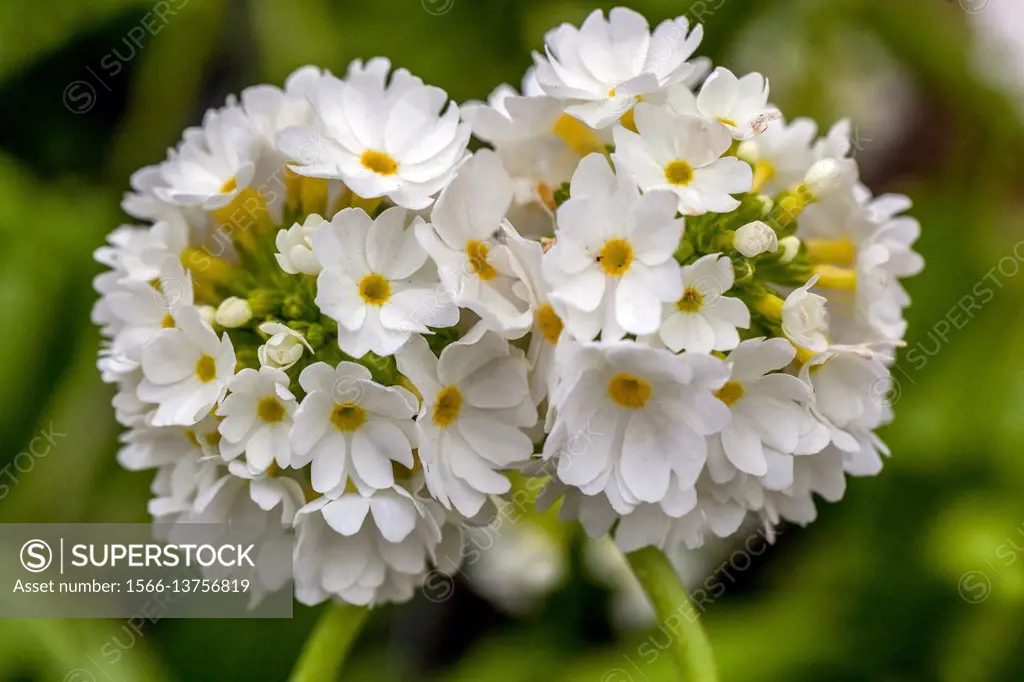 Primula denticulata 'Carolla White', Drumstick Primroses, early spring, in bloom.