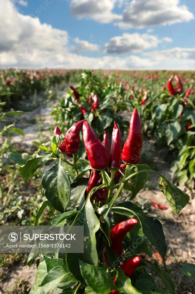 Capsicum annuum or chili peppers being grown to make Hungarian paprika - Kalocsa Hungary.