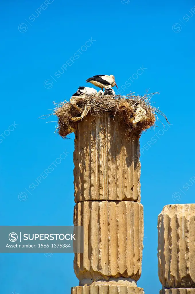 The Hellanistic Ionic columns of the Apollo Smintheion Sanctuary with Storks nesting ontop, near Gulpinar Village Turkey. The Temple of Apollo is dedi...