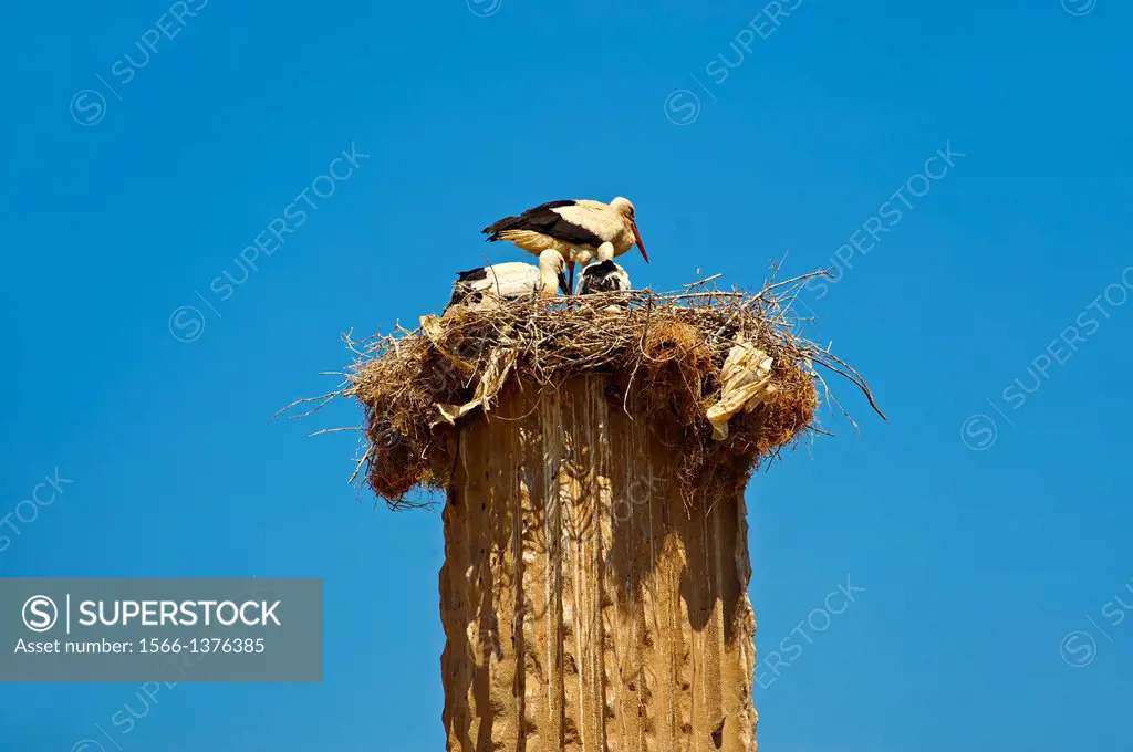 The Hellanistic Ionic columns of the Apollo Smintheion Sanctuary with Storks nesting ontop, near Gulpinar Village Turkey. The Temple of Apollo is dedi...