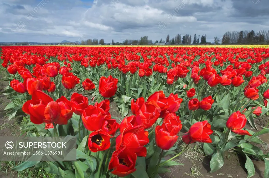 Skagit Valley Tulip Fields, Washington.