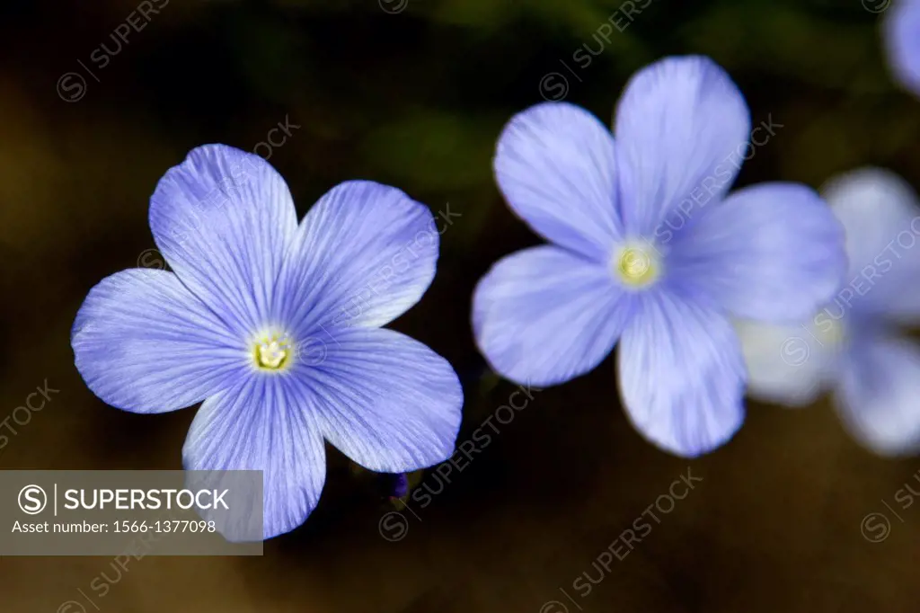 violet wild flower in la rioja - spain
