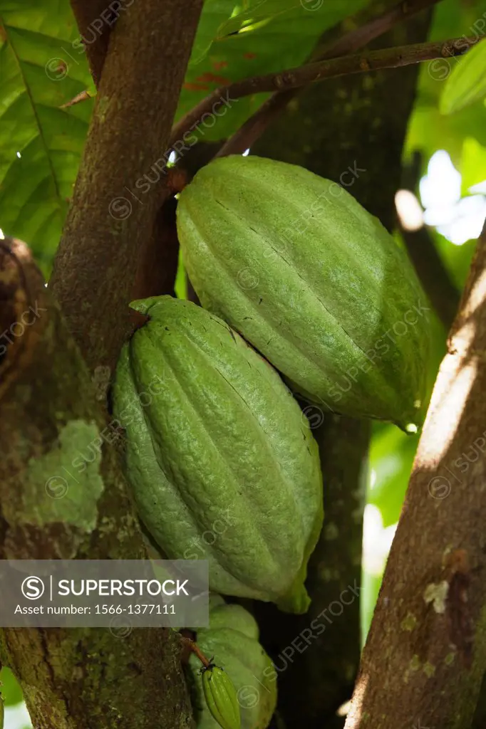 Cacao, or Cocoa fruits at San Rafael, Veracruz, Mexico