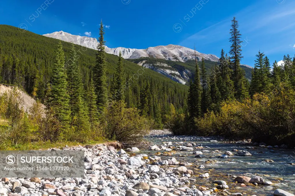 Athabasca River and forest in the Jasper National Park, Alberta, Canada