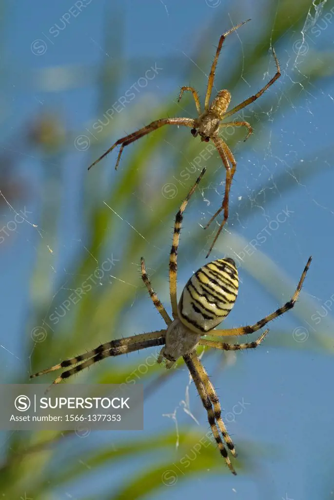 Wasp Spider pair Argiope bruennichi with the female bottom much larger than the male. Spain.