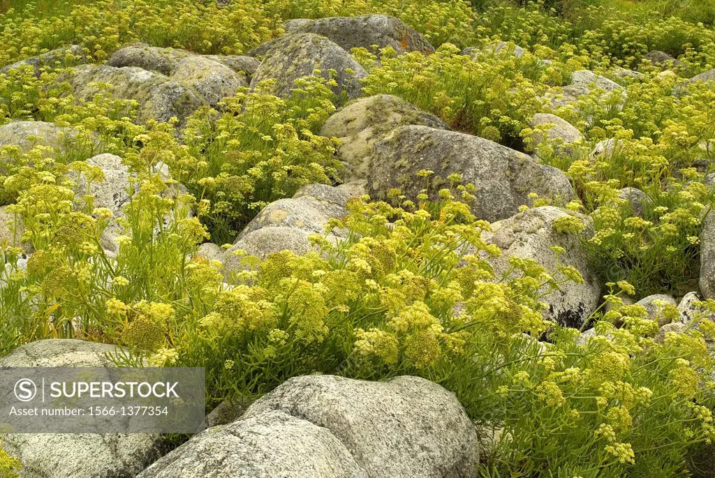 Sea Fennel Crithmum maritimum flowering on the coastal rocks. Galicia, Spain.