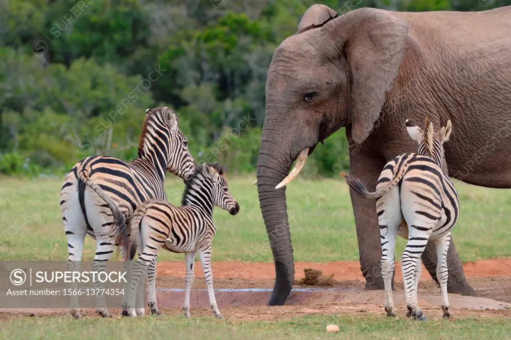 African bush elephant bull (Loxodonta africana) drinking at waterhole, two Burchell's zebras (Equus quagga burchellii) with foal in the foreground, Ad...