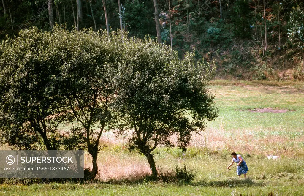 . Woman cutting fodder with a scyth near Muxia, Galicia, North-West Spain.