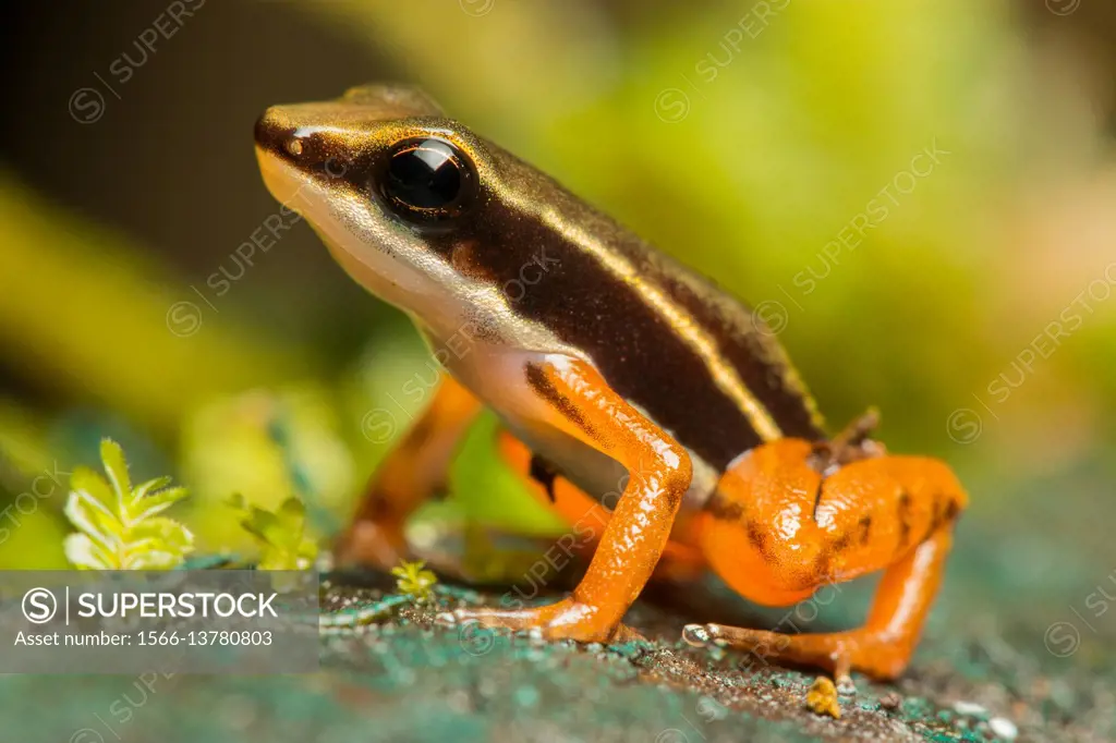 Rocket frog (Colostethus, Dendrobatidae) in soil of Biogeographic Chocó, Buenaventura, Colombia.
