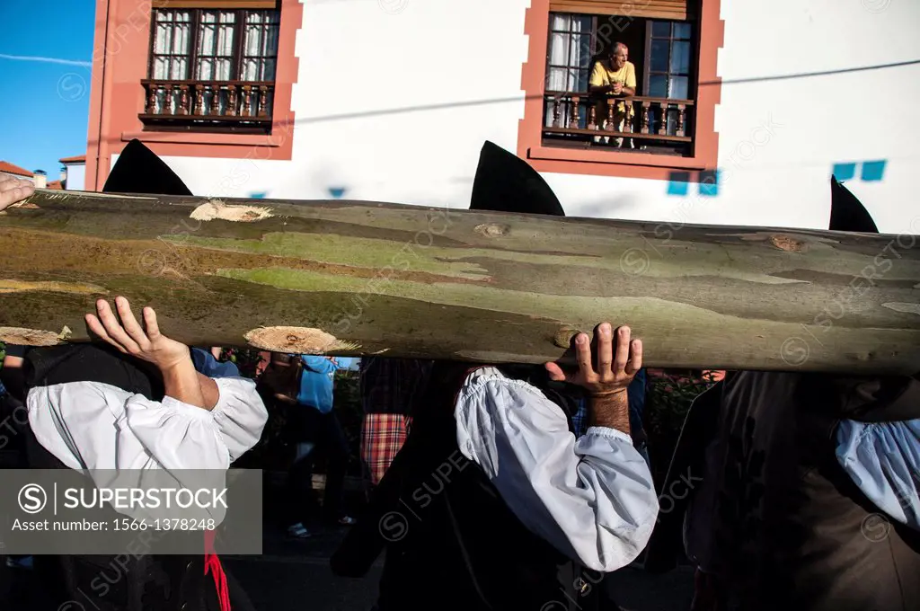 Men dressed in traditional costume Llanes, shoulder carry eucalyptus trunk. festival of Nueva de Llanes. Asturias Spain.