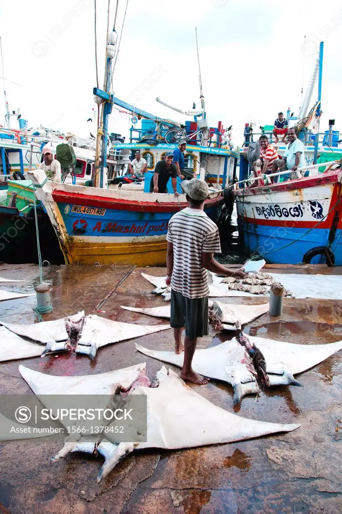 Negombo Lagoon fishing port, Negombo, Sri Lanka, Indian Ocean, Asia.