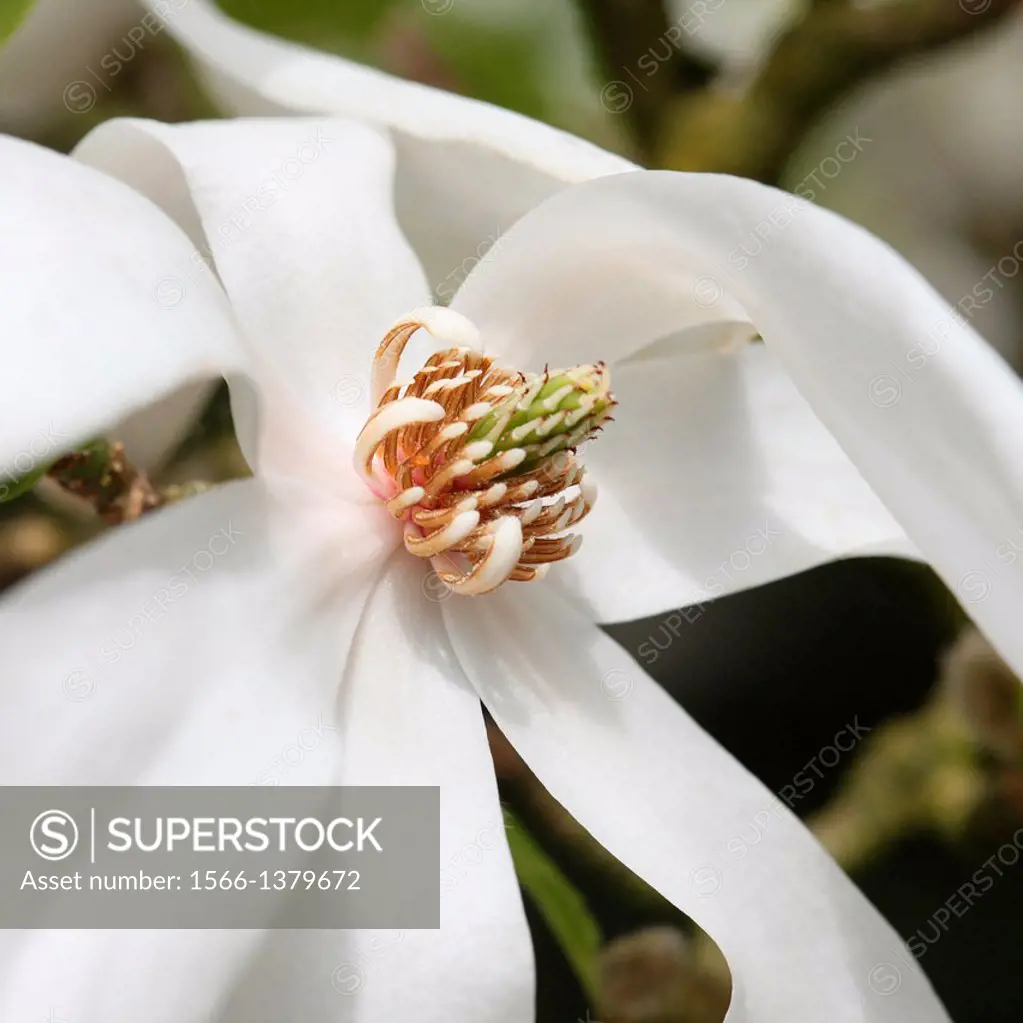 magnolia soulangeana alba superba, a gorgeous, large white magnolia flower, a Spring favourite.