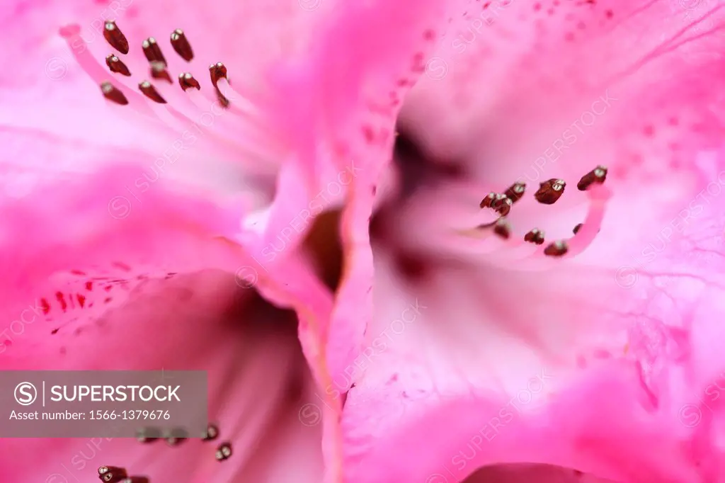 close-up of pink spotted rhododendron blooms and stamens.