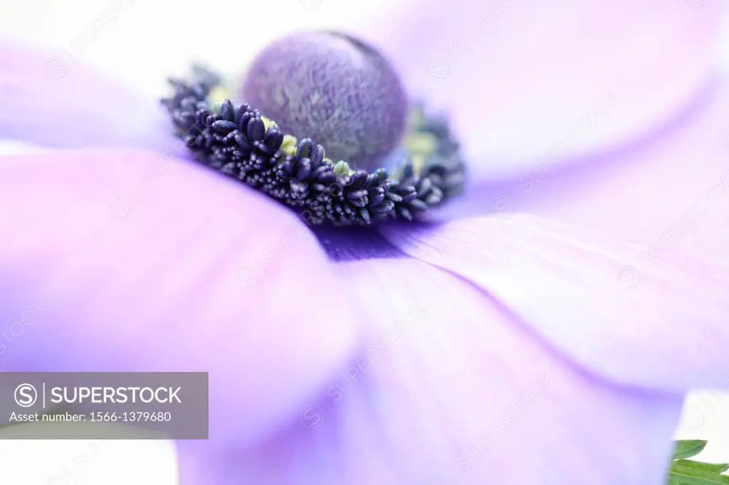 soft and romantic purple anemone flower head close up.
