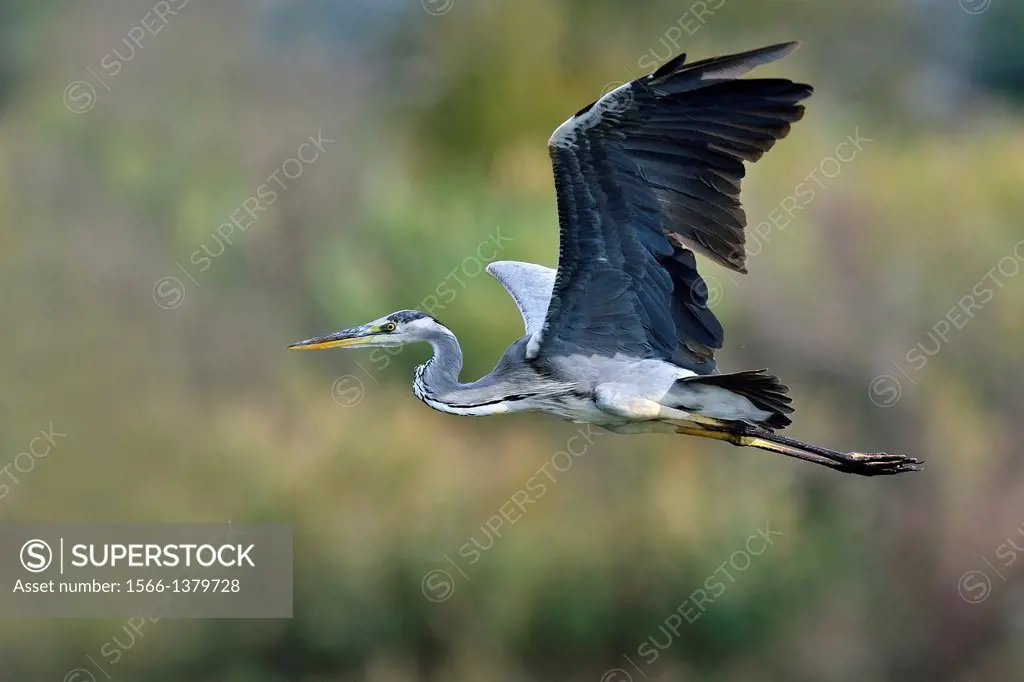 Grey Heron - Ardea cinerea, Crete