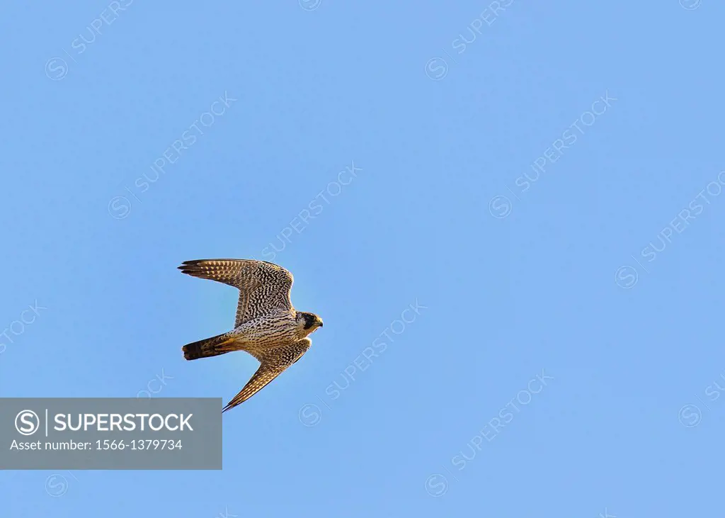 Peregrine Falcon - Falco peregrinus, Crete