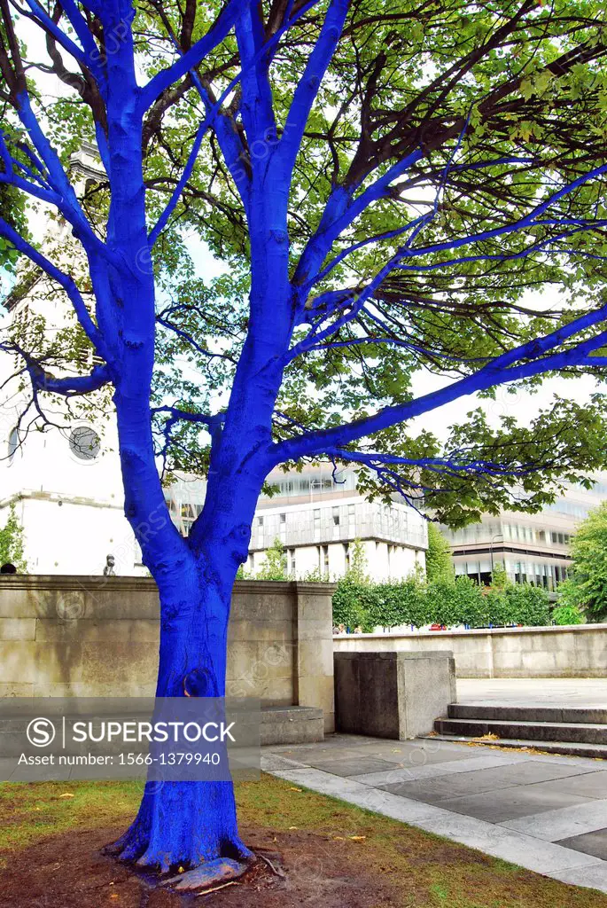 Blue painted tree in St. Paul's Churchyard outside St. Paul's Cathedral in London, England, on a Summers day of slightly eerie light. This, along with...