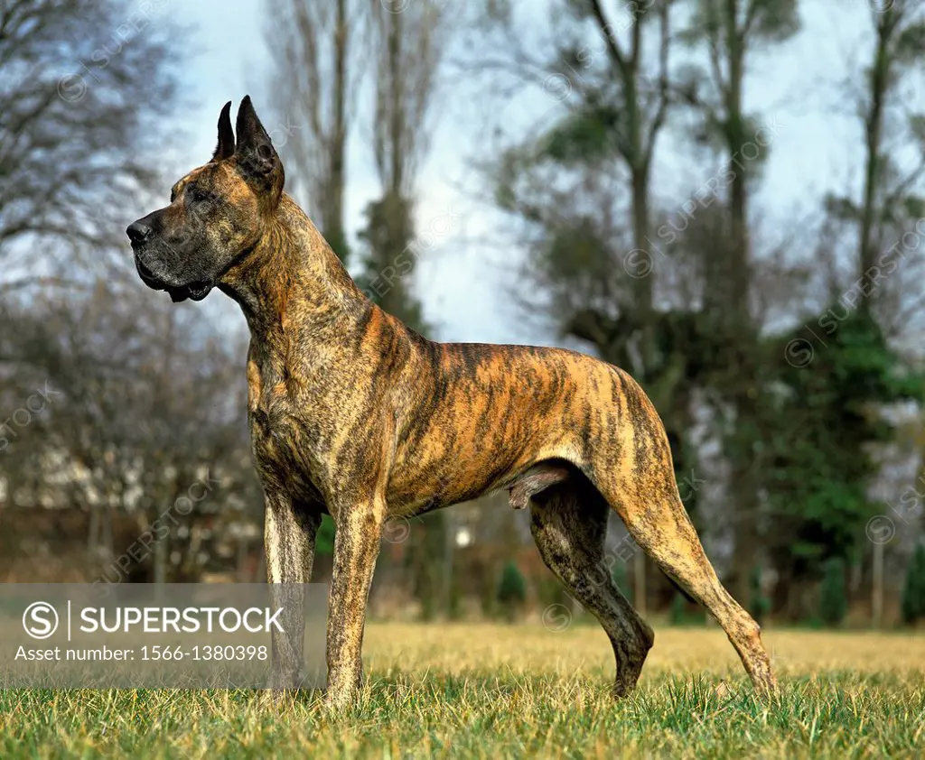 Great Dane or German Mastiff Dog, Male, (Old Standard with Cut Ears).