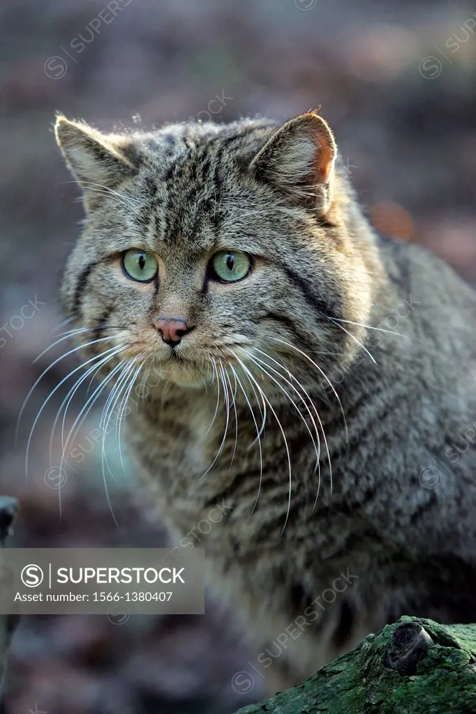European Wildcat, felis silvestris, Portrait of Adult.