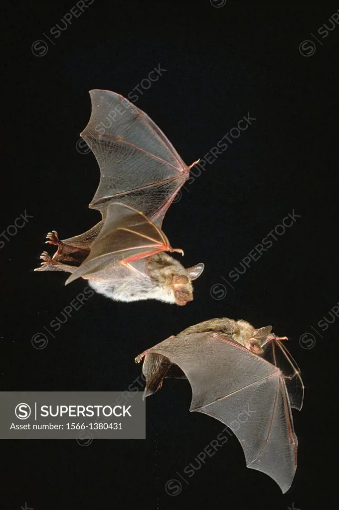 Mouse-Eared Bat, myotis myotis, Adults in Flight against Black Background.