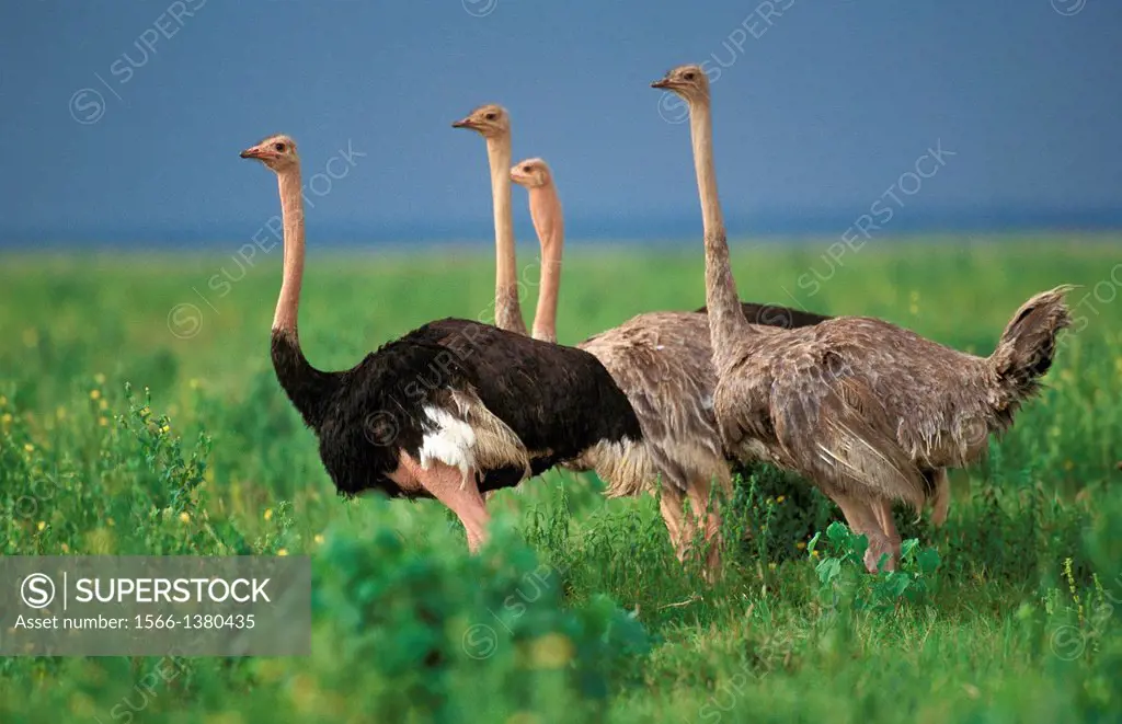 Ostrich, struthio camelus, Masai Mara Park in Kenya.
