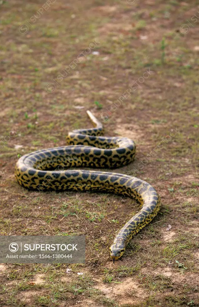Green Anaconda, eunectes murinus, Pantanal in Brazil.