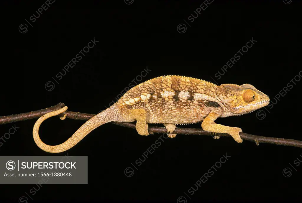 Oustalet's Chameleon, chamaeleo oustaleti, Adult against Black Background.