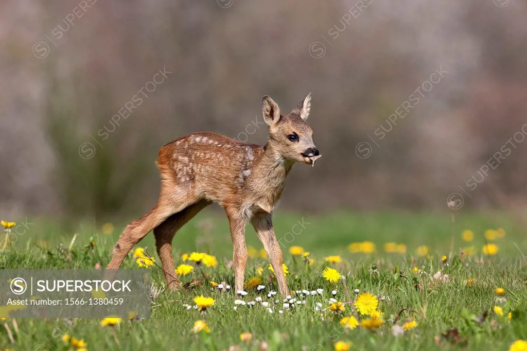 Roe Deer, capreolus capreolus, Fawn with Flowers, Normandy.