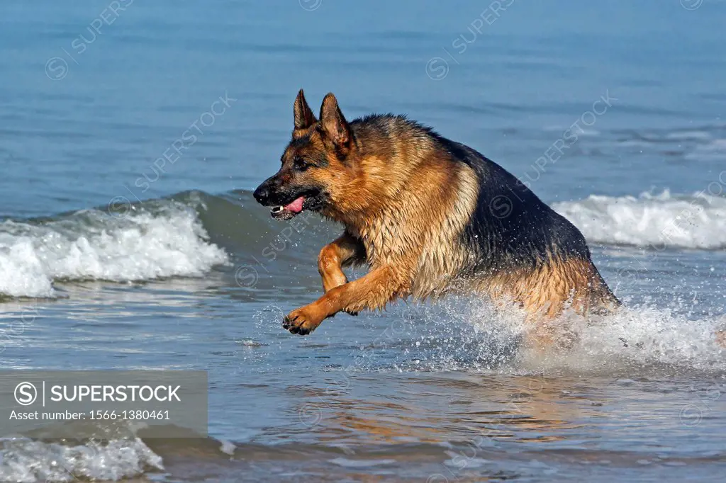 German Shepherd, Male playing in Waves, beach in Normandy.