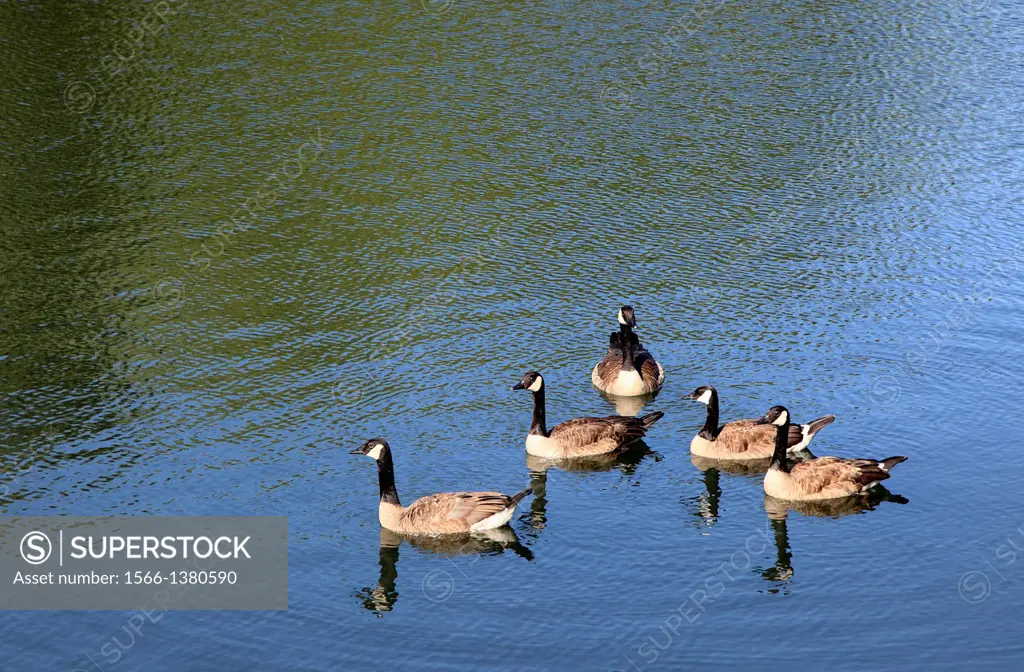 Canada, Ontario, Toronto, Canada geese,.