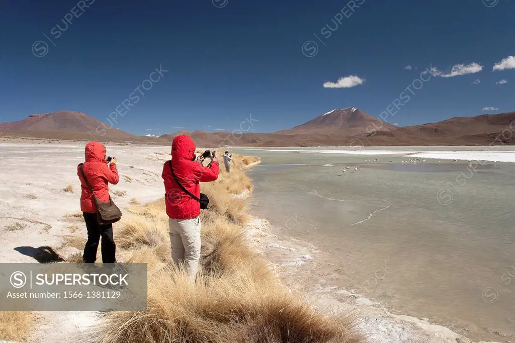 Visitors taking photos of the flamingos on Laguna Hedionda, Salar de Uyuni, Southern Altiplano, Bolivia.